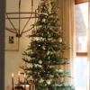 8KingNobleFir KingNobleFir