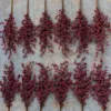 Multiple red frosted Sugar Berry Picks arranged on a light-colored carpet.